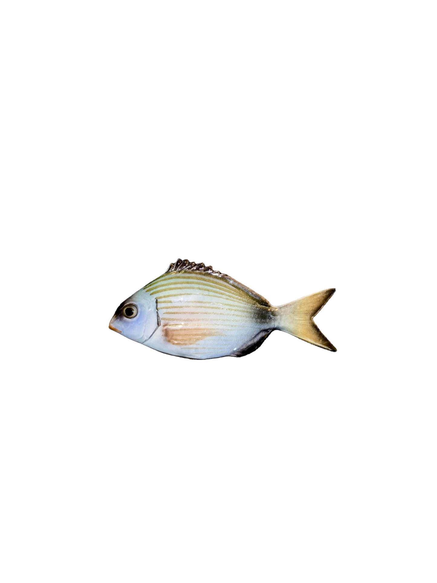 Sarago - Little White Sea Bream