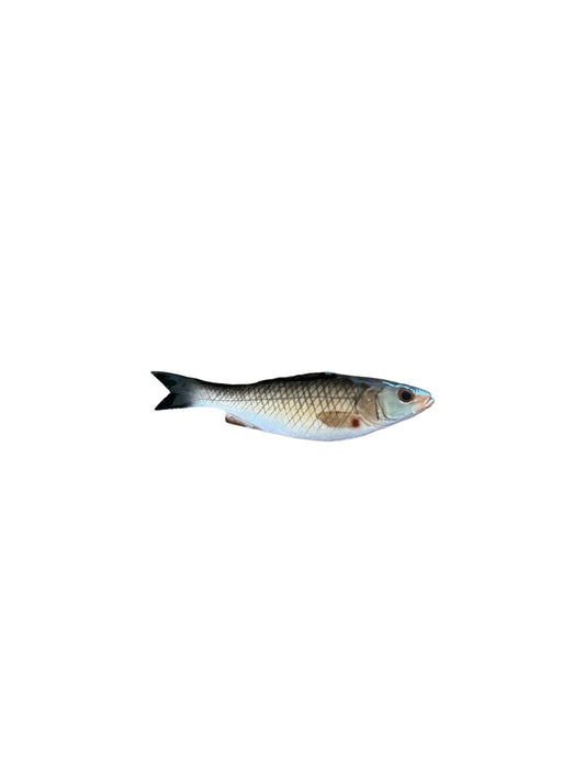 Spigola Piccola - Small Sea Bass