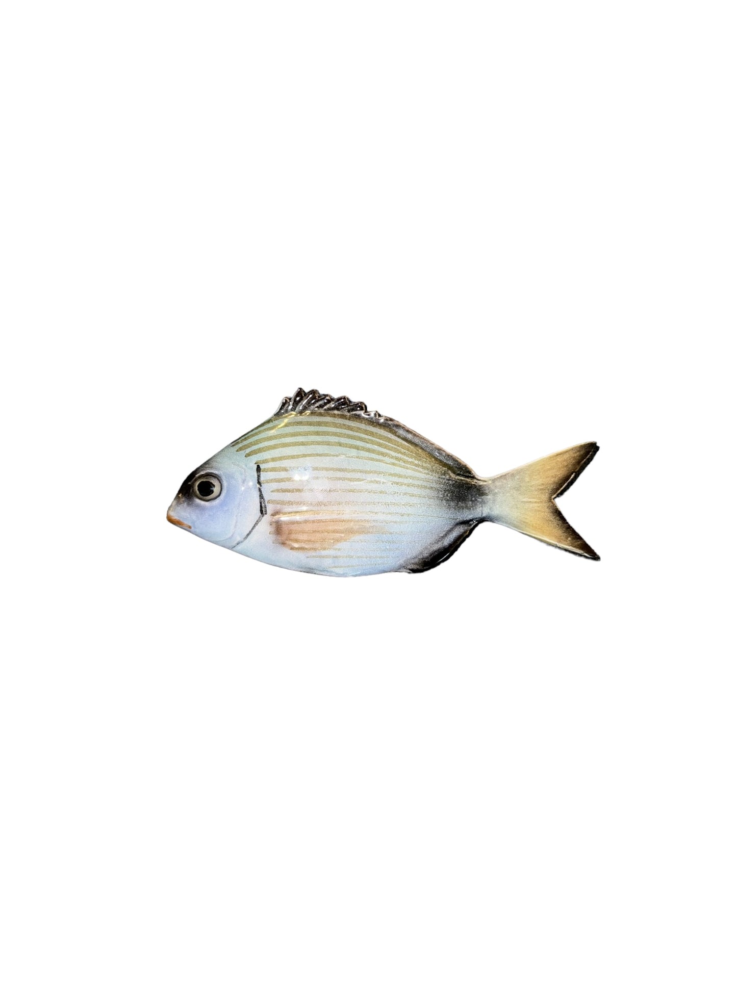 Sarago - Little White Sea Bream