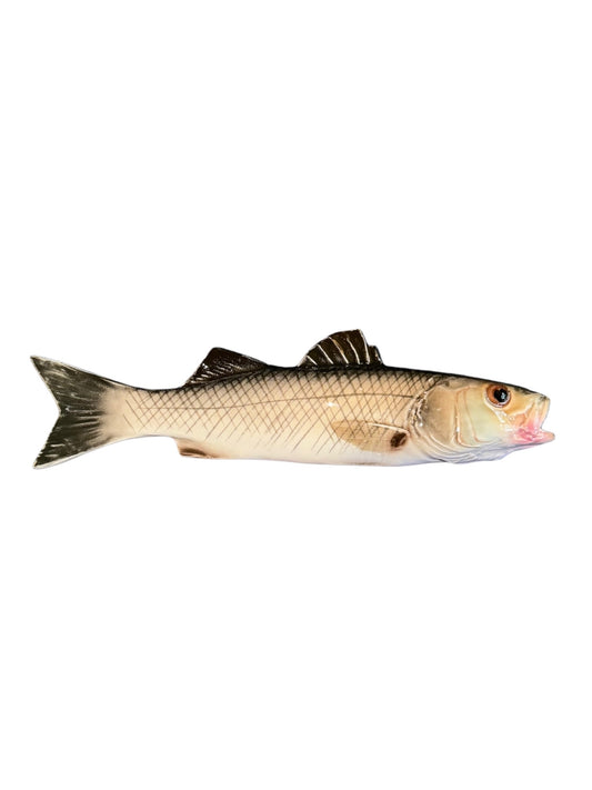 Spigola Medio - Medium Sea Bass