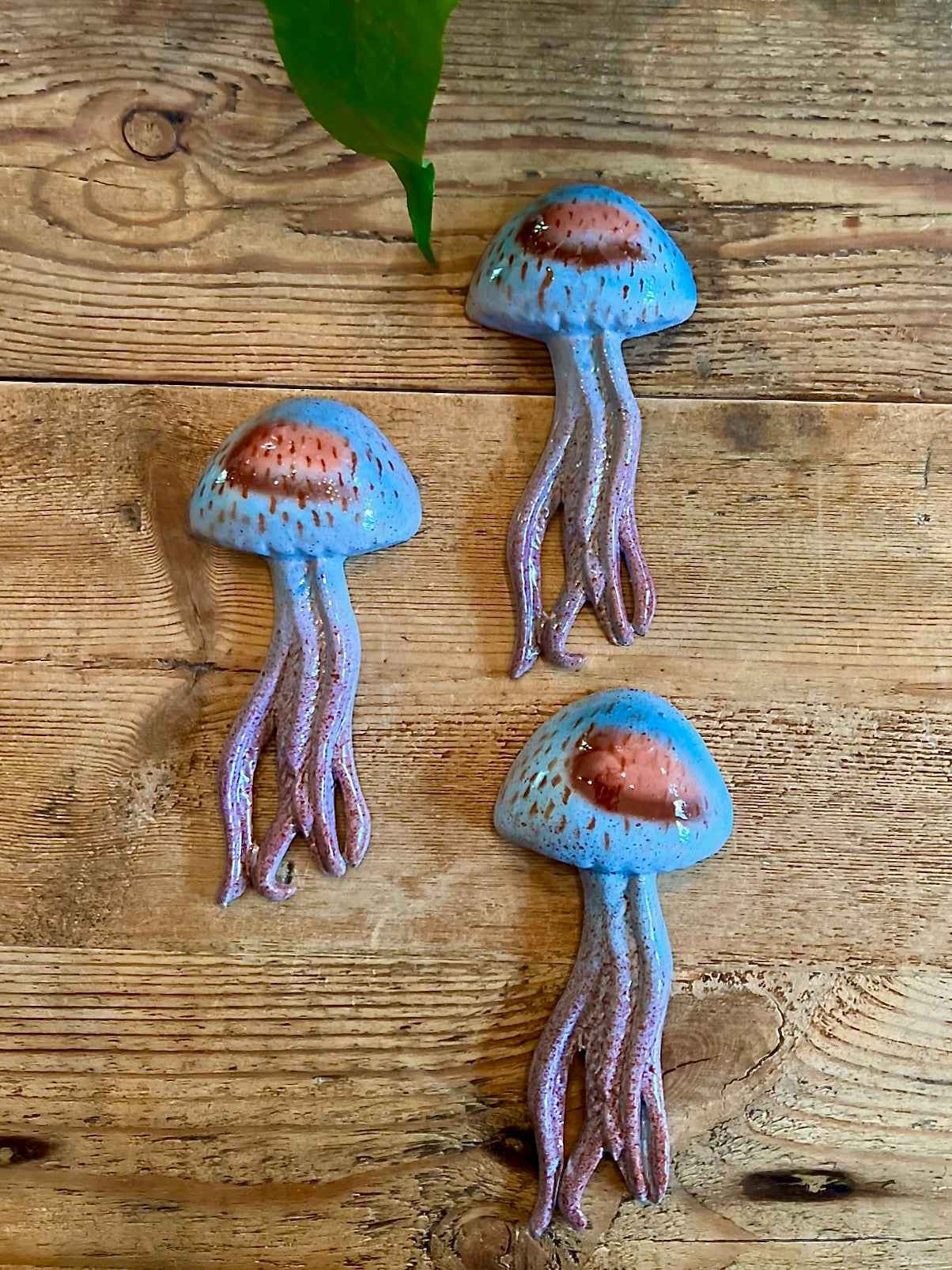Medusa - Jellyfish