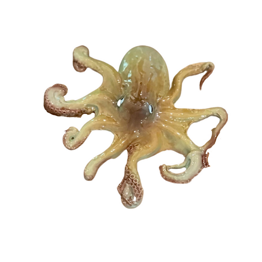 Polpo Piccolo - Small Octopus (B)