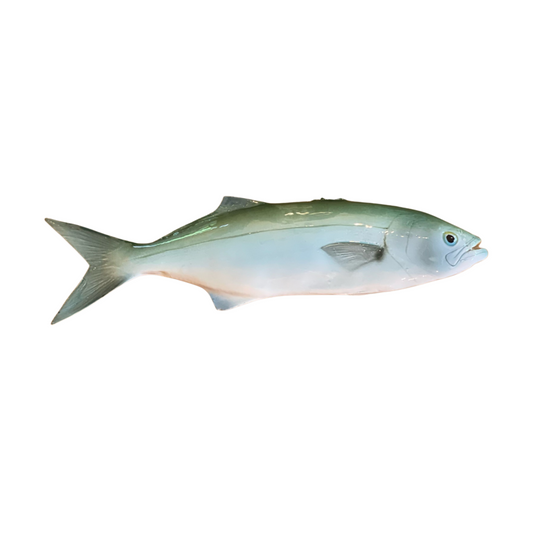 Serra - Bluefish