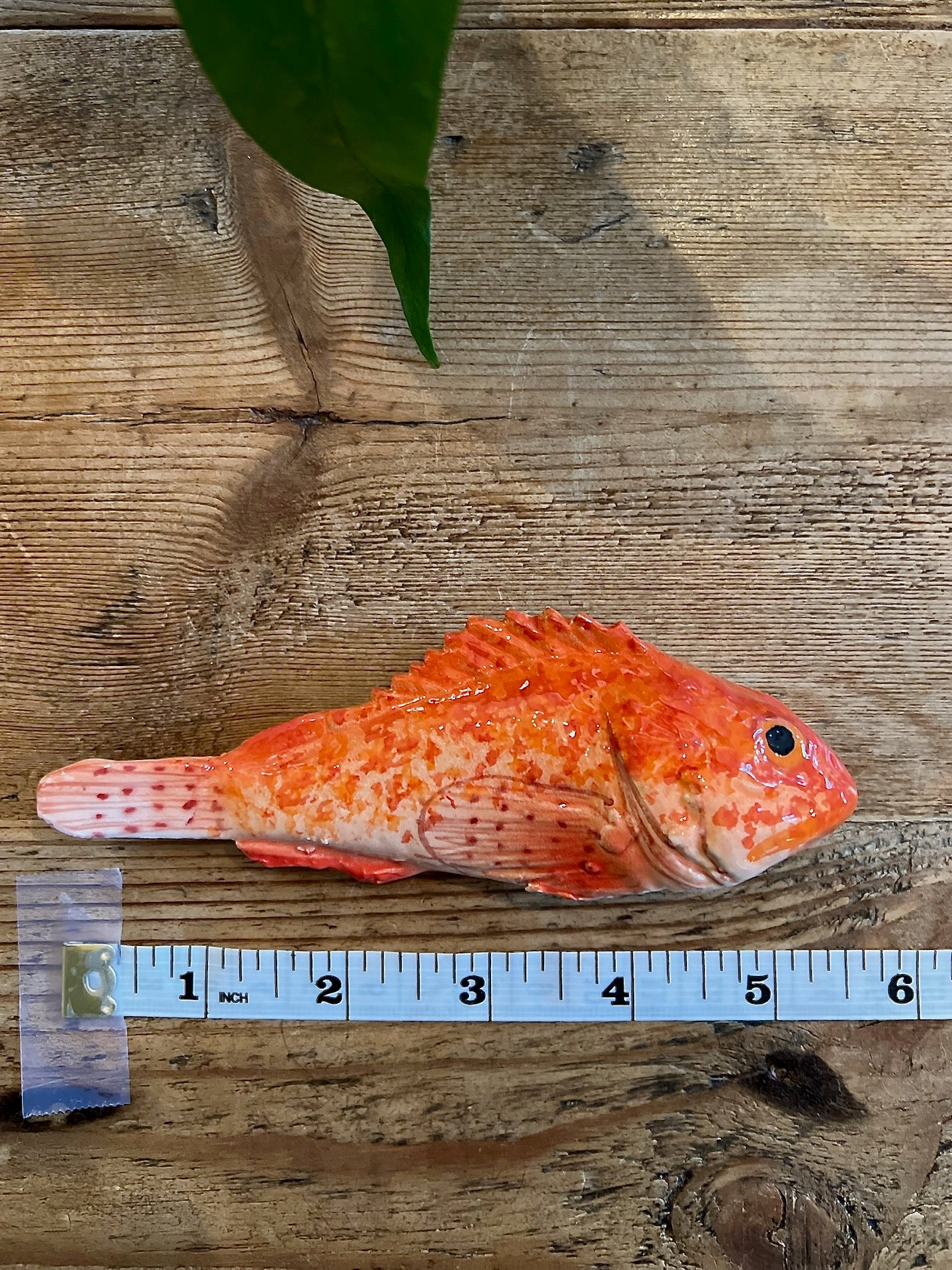 Scorfano - Small Red Rockfish