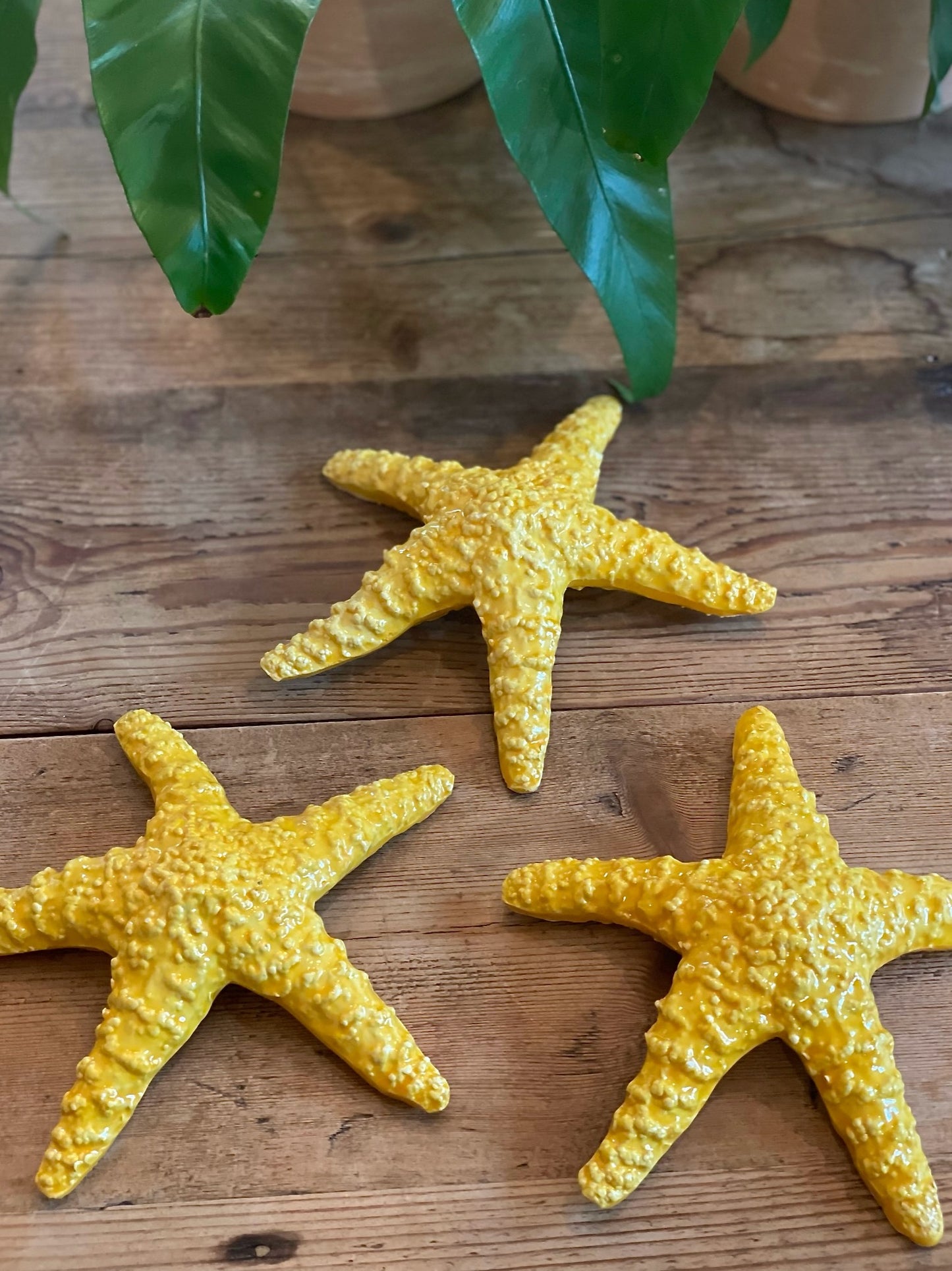 Stella Gialla - Yellow Starfish
