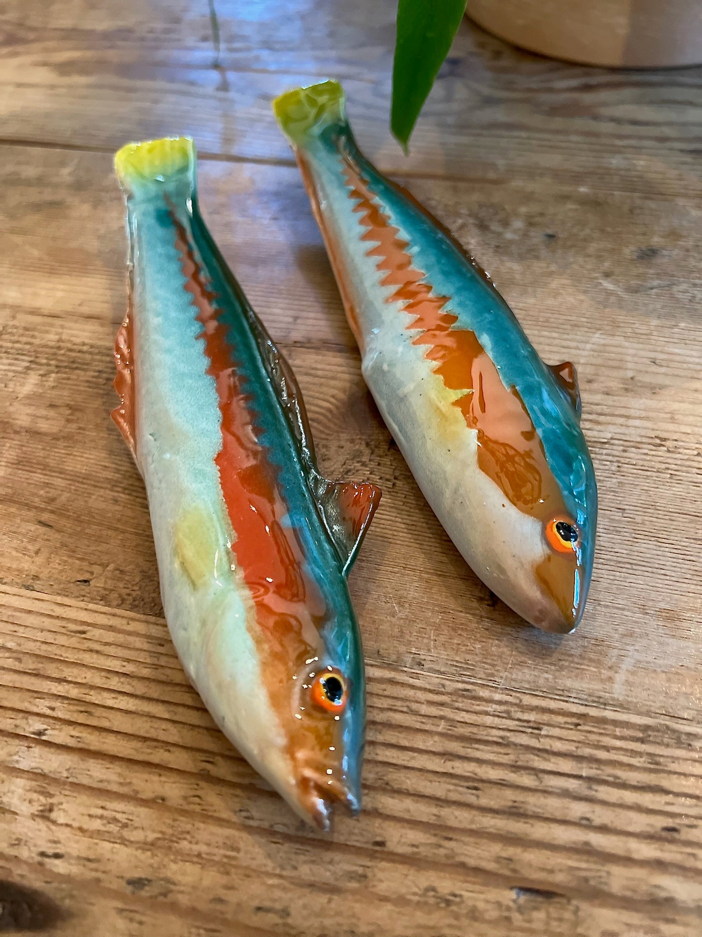 Pesce Re - Rainbow Wrasse