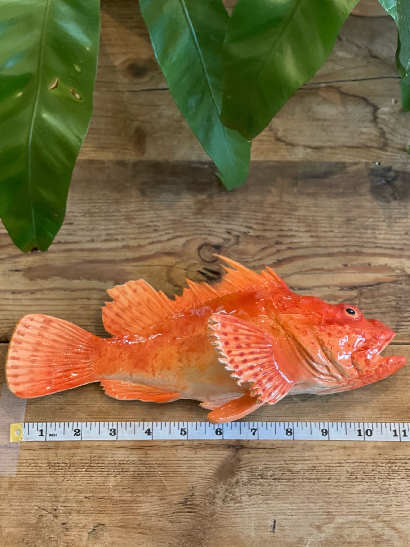 Cipolla - Red Scorpianfish